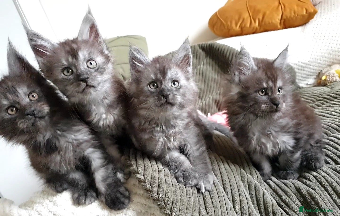 Maine Coon cats Maine coon kittens  - Advert 1
