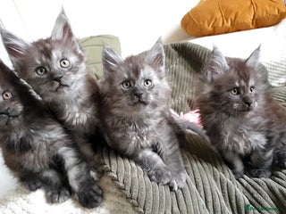 Maine Coon cats Maine coon kittens - Advert 1