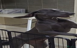 Weimaraner dogs for sale: Bessie - Image 2