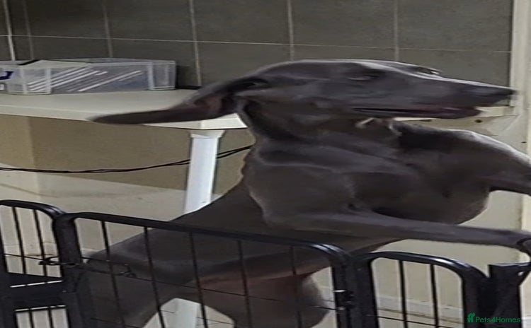 Weimaraner dogs - Advert 1