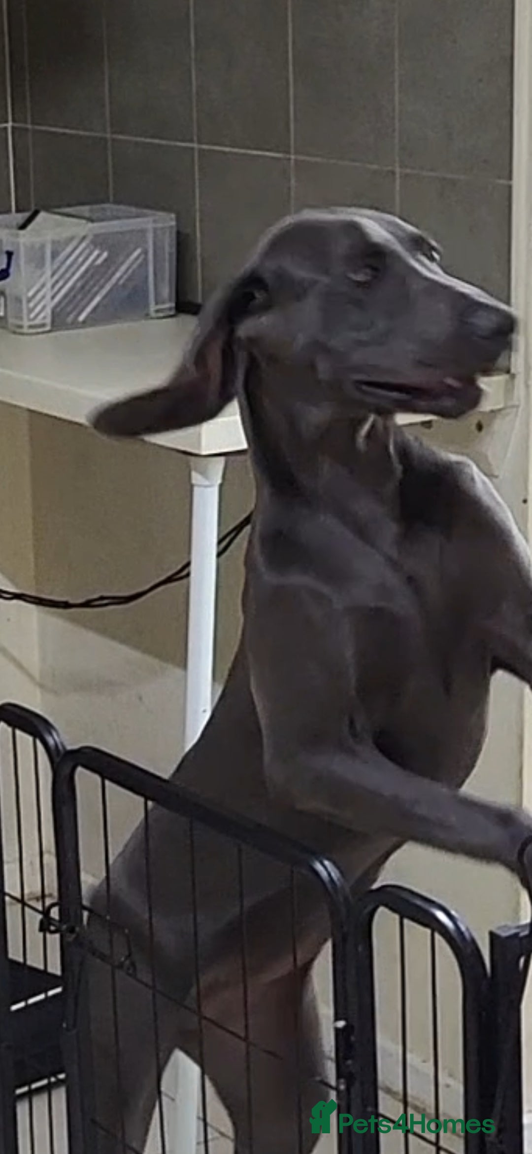 Weimaraner dogs for sale: Bessie - Image 2