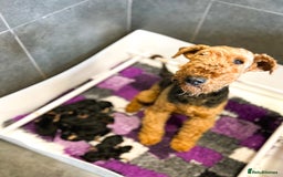 Airedale Terrier dogs for sale: ⭐️ FAMILY REARED KC AIREDALE PUPPIES ⭐️ - Image 4
