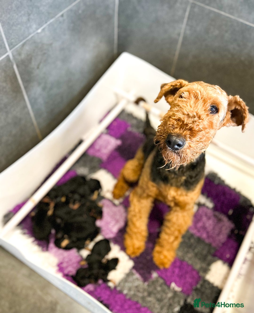 Airedale Terrier dogs for sale: ⭐️ FAMILY REARED KC AIREDALE PUPPIES ⭐️ - Image 4