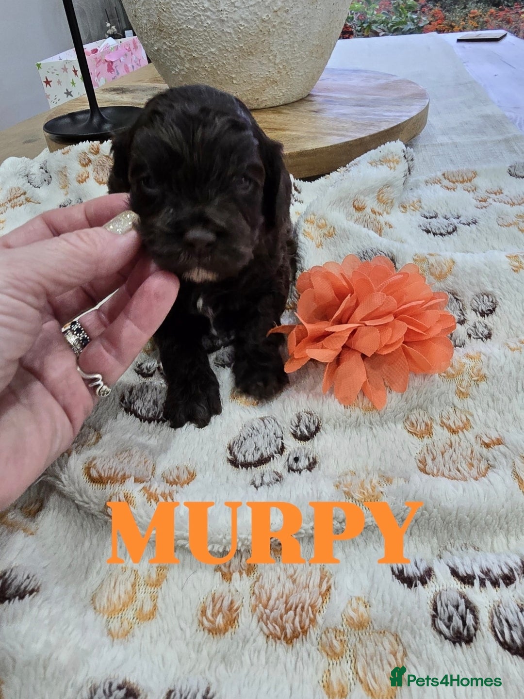 Cavapoo dogs for sale: Beautiful fully health tested cavapoo puppies  - Advert 39