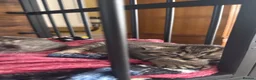 Mixed Breed cats for sale: 2 half British short hair female kittens  - Advert 9