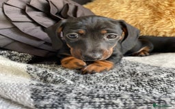 Miniature Dachshund dogs for sale: Miniature Wire Haired Dachshunds - Image 5