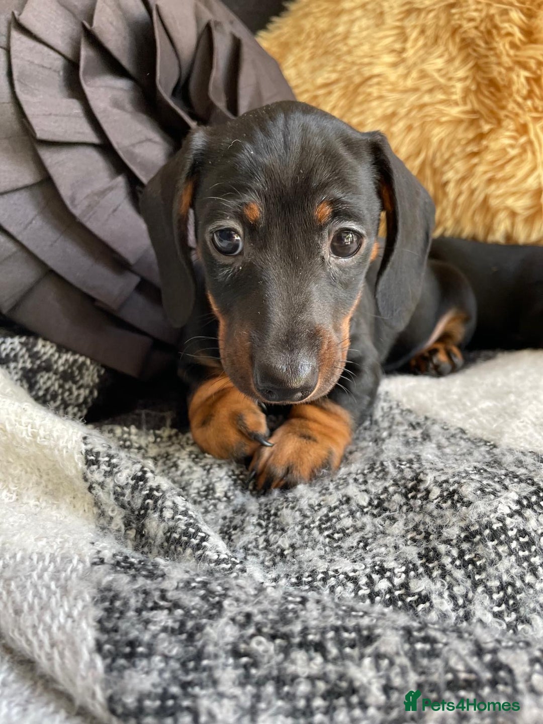 Miniature Dachshund dogs for sale: Miniature Wire Haired Dachshunds - Image 5