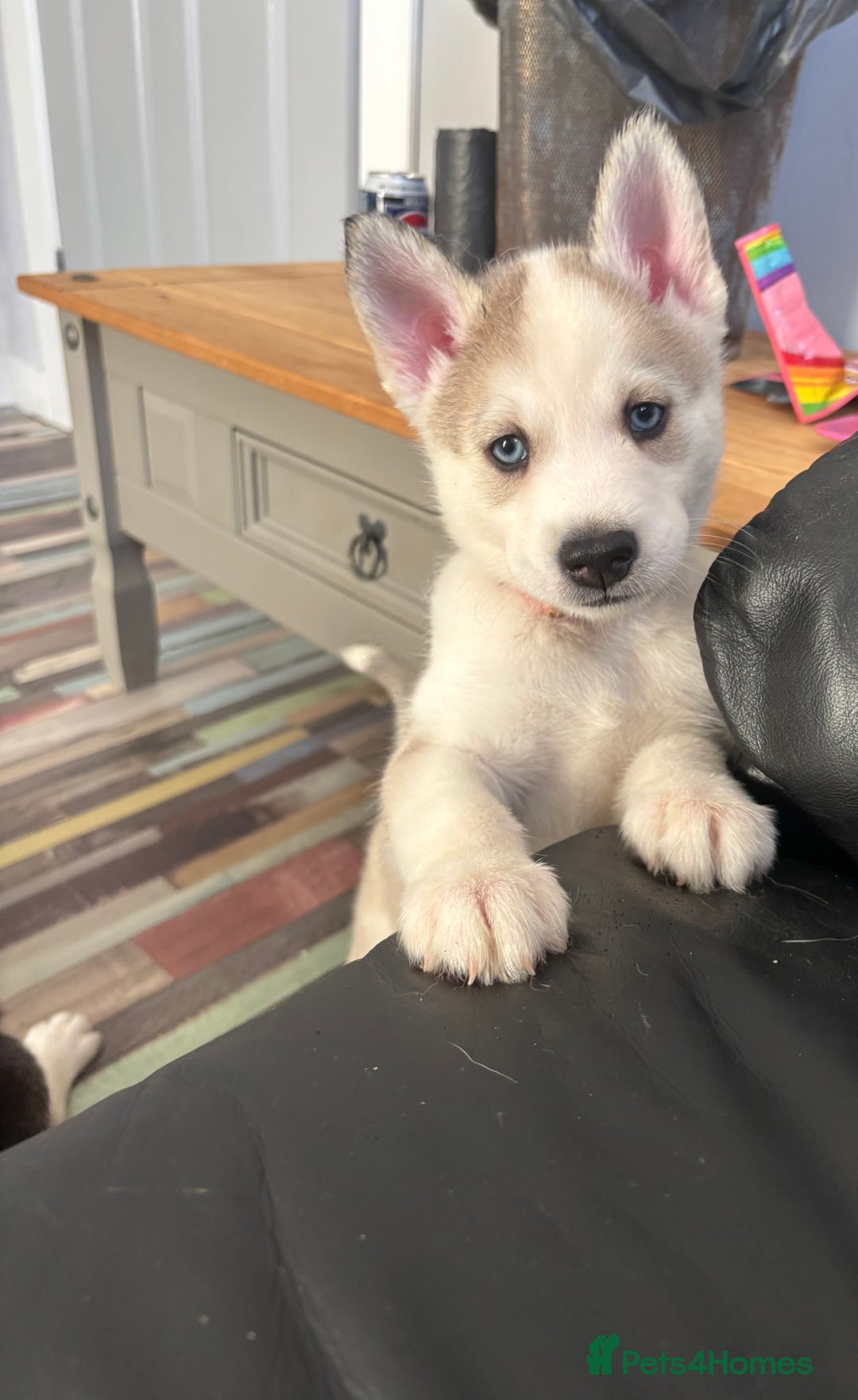 Siberian Husky dogs for sale: 8 Purebred Siberian Husky Puppies - Image 15