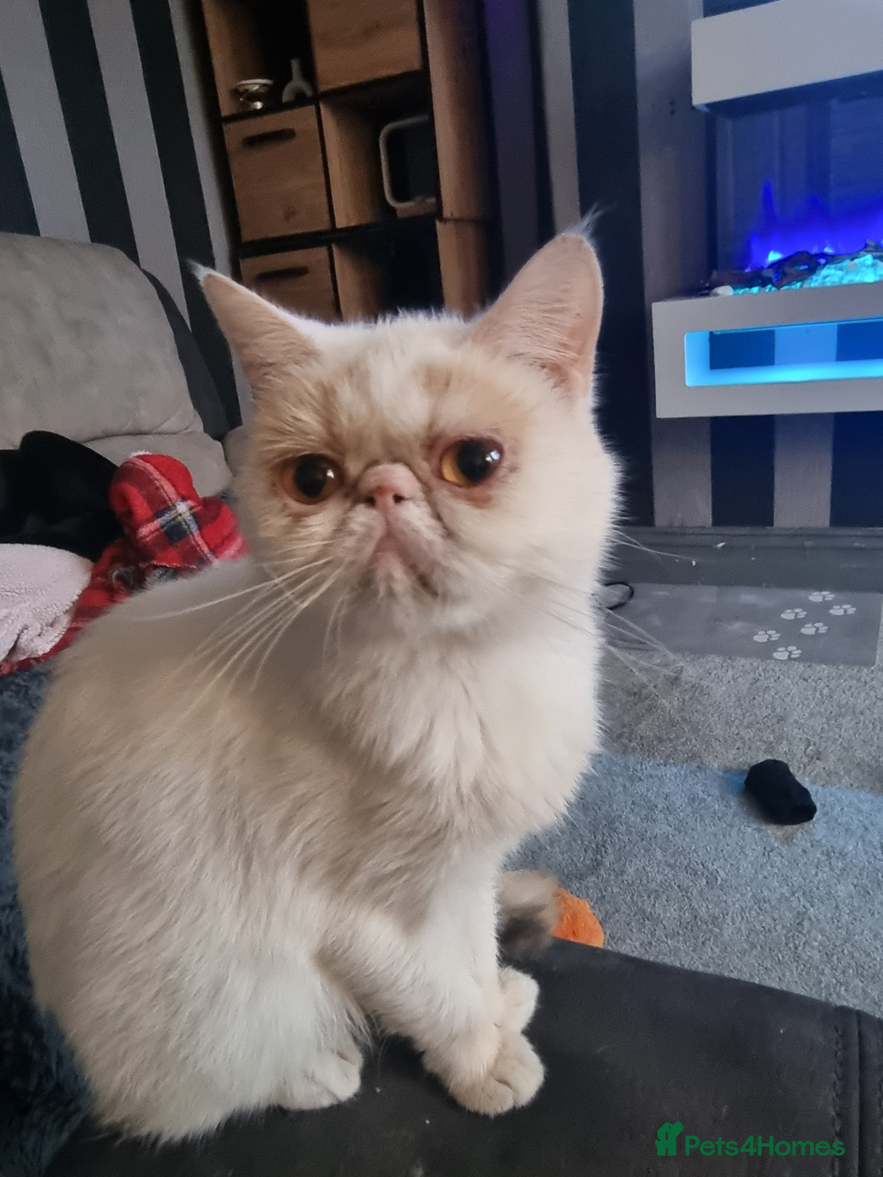 Exotic cats Exotic male persian  - Advert 3