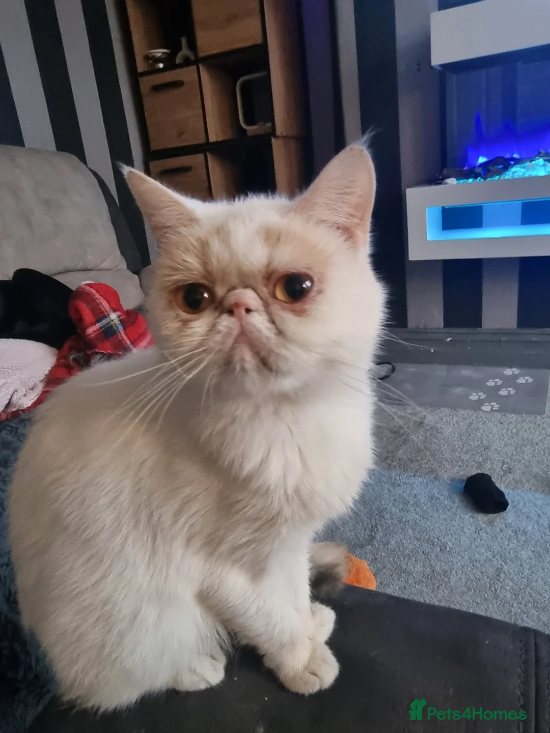 Exotic cats for sale: Exotic male persian  - Advert 1