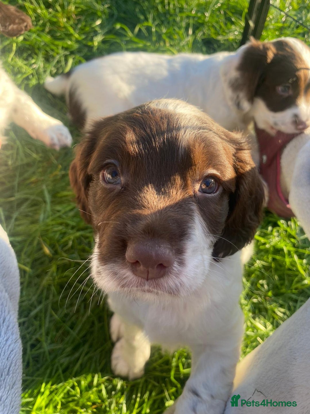 English Springer Spaniel dogs for sale: KC Working bred English Springer Spaniel pups - Image 6