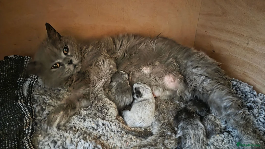 Mixed Breed cats for sale: 3 british shorthair cross kittens, playful & fun - Advert 19