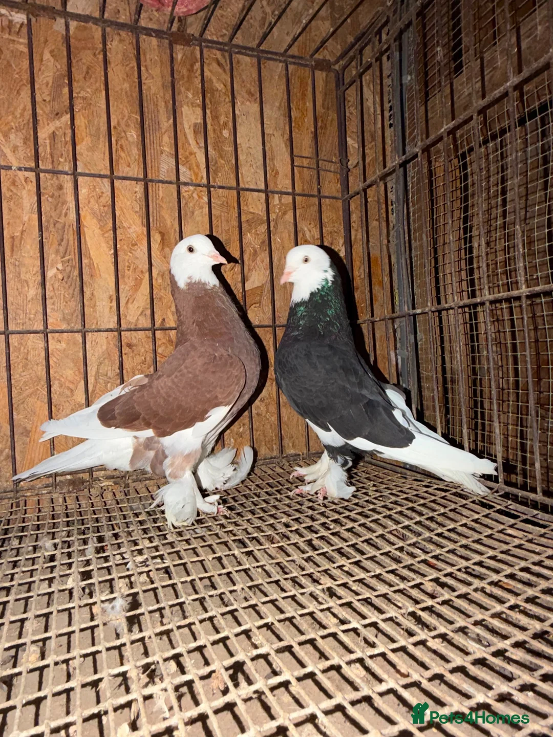 Pigeons birds for sale: FANCY WEST OF ENGLAND TUMBLERS - Advert 2