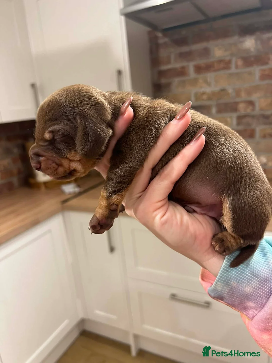 Miniature Dachshund dogs for sale: Stunning kc babies ready to leave ready for  **  in Portsmouth - Advert 10