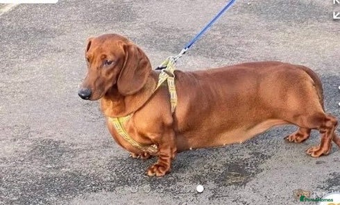 Dachshund dogs Dachshund adult dog - Advert 2