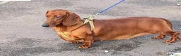 Dachshund dogs for sale: Dachshund adult dog in Dudley - Advert 1