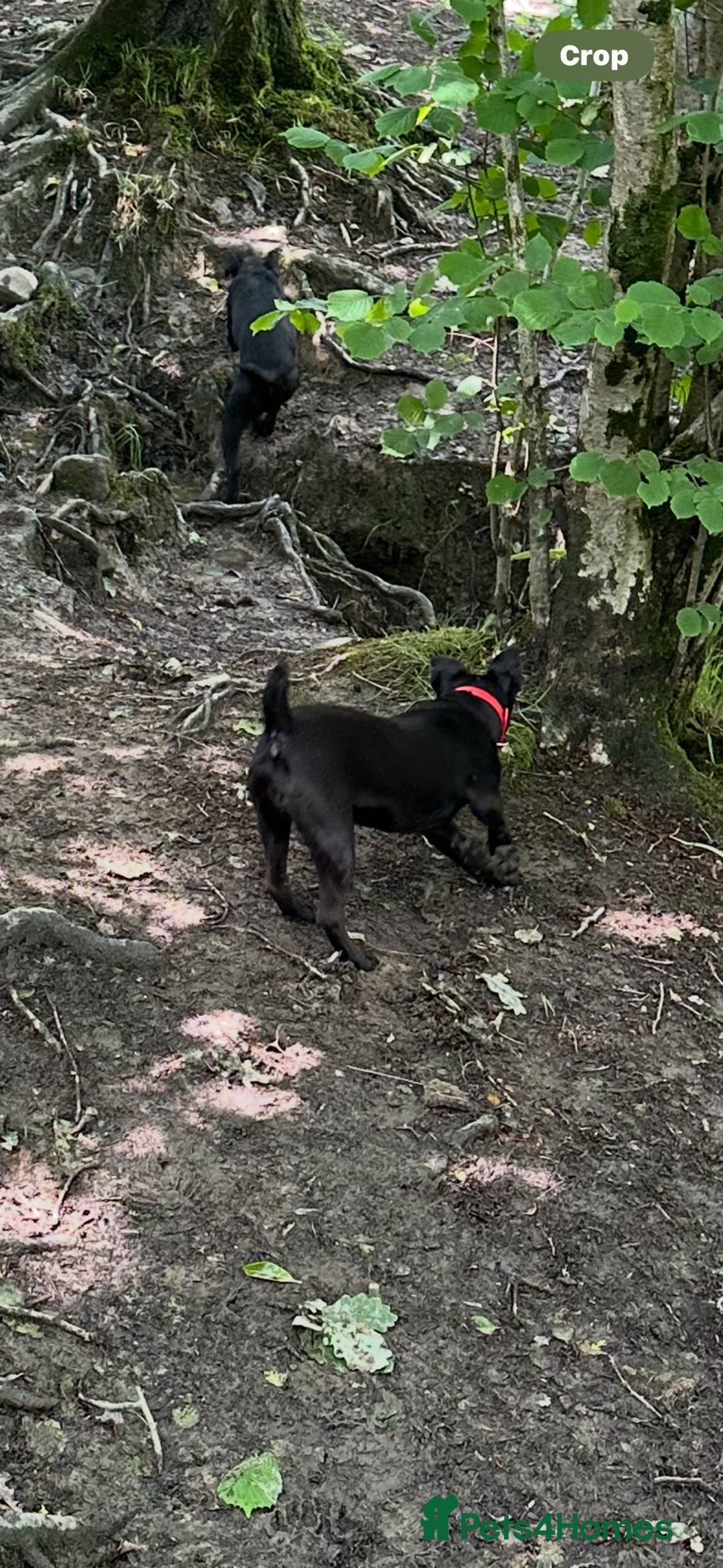 Patterdale Terrier dogs for sale: Patterdale dog in Hengoed - Image 2