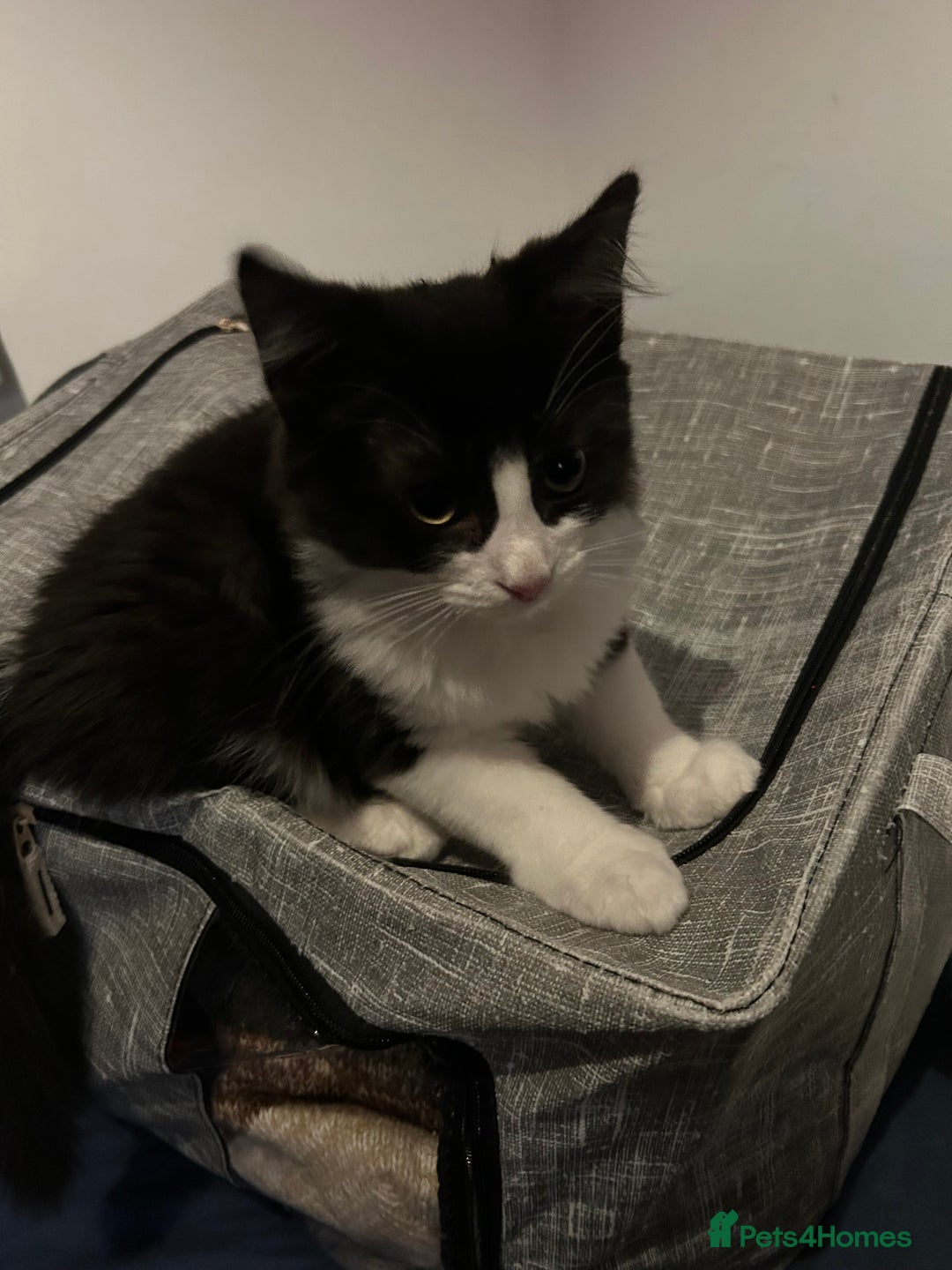 Mixed Breed cats for sale: 1 female kittens for Sale - Advert 25