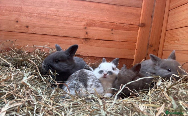 English rabbits - Advert 9