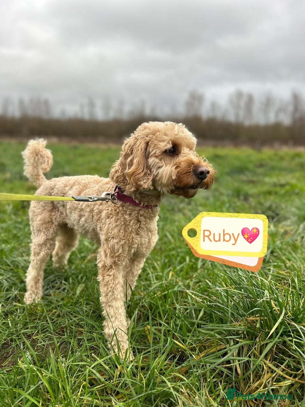 Cockapoo dogs ❤️🐶 RUBY in Walsall - Advert 1