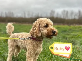 Cockapoo dogs ❤️🐶 RUBY in Walsall - Advert 1