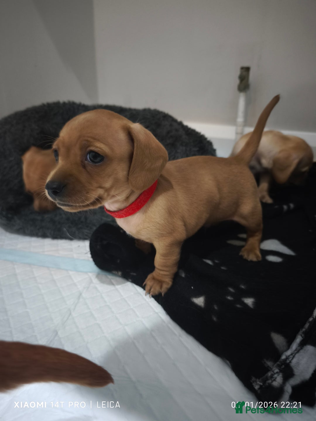 Mixed Breed dogs for sale: Red Miniature Dachshunds x WestiePoo - Advert 9