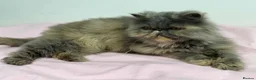 Persian cats for sale: Gccf registered active female Persian  - Advert 2