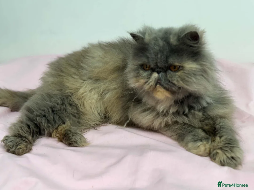Persian cats for sale: Gccf registered active female Persian  - Advert 2