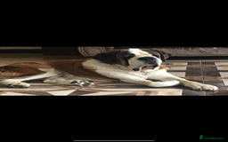 Saint Bernard dogs for sale: Smooth male puppy  - Image 12