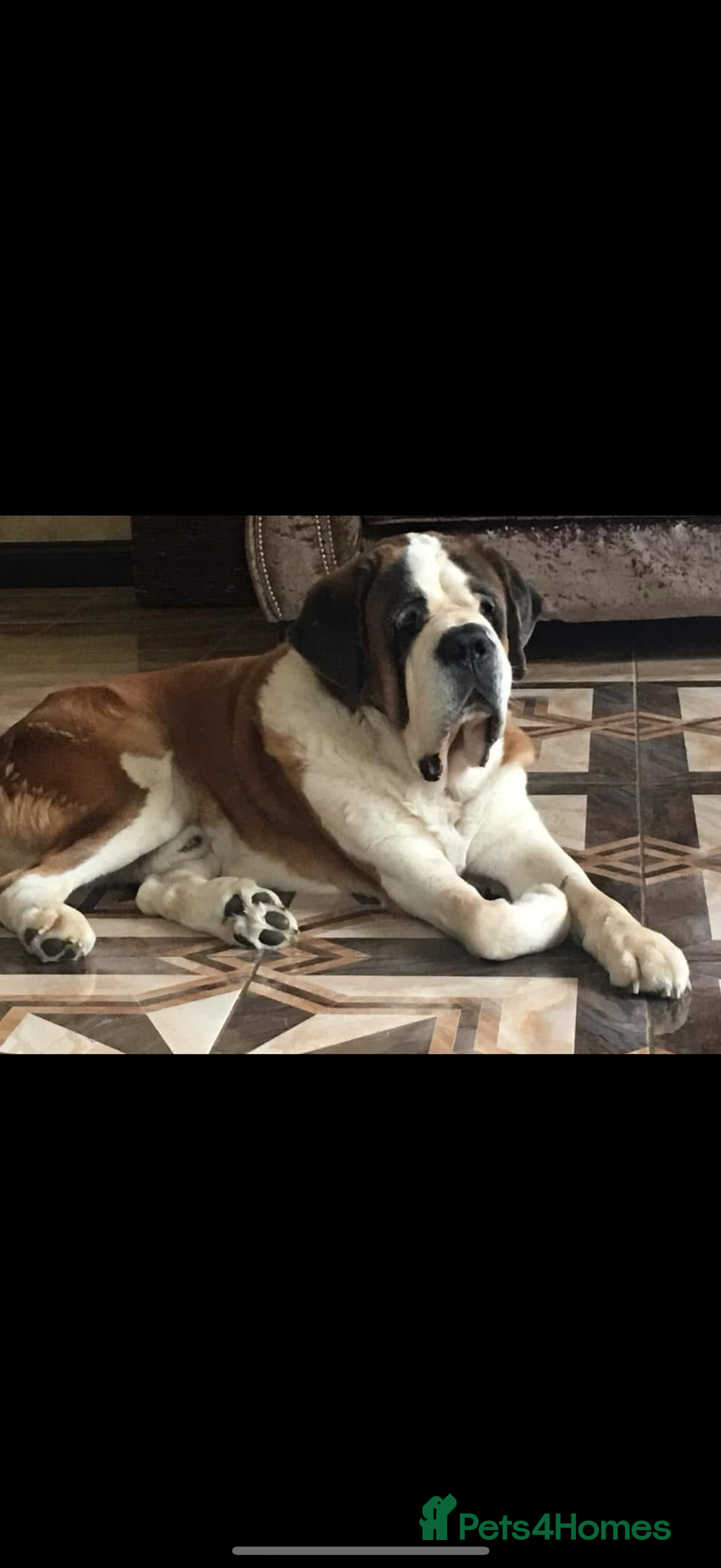Saint Bernard dogs for sale: Smooth male puppy  - Image 12