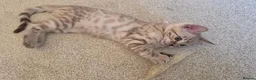 Bengal cats for sale: Female Bengal kittens x3 TICA registered  - Advert 15