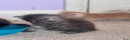 Persian cats for sale: The most adorable cross Persian kittens.  - Advert 21
