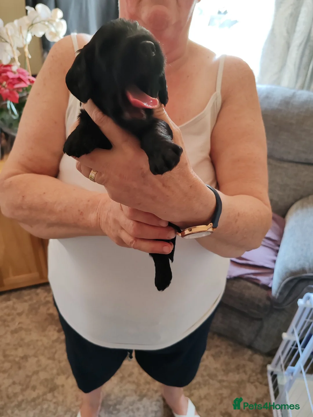 Cockapoo dogs for sale: Milly pups - Advert 2