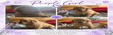 Golden Retriever Purple Collar Girl