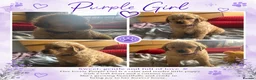Golden Retriever dogs for sale: 🐾 Golden Retriever Puppies – Raised with Love 🐾 - Advert 38
