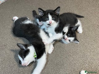 Mixed Breed cats for sale: Three energetic kittens: Noodle, Peanut and Daisy - Advert 1