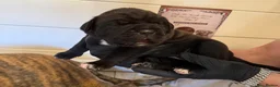 Cane Corso dogs for sale: CANE CORSO PUPPIES - Advert 9