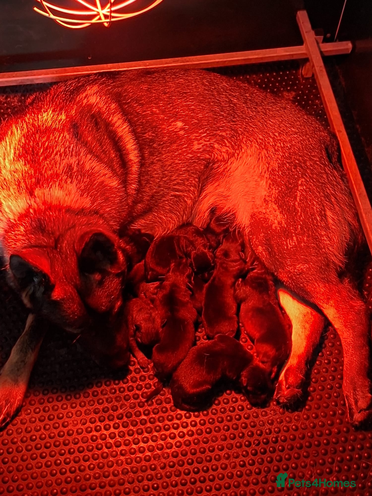 Belgian Shepherd Dog dogs KC registered NVBK line dog pup. - Advert 2