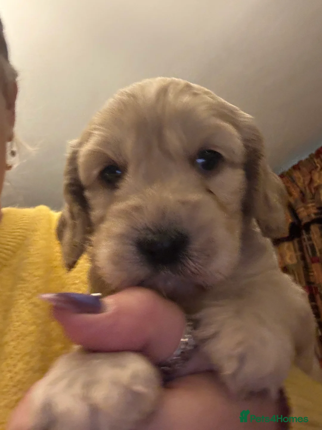 Cockapoo dogs for sale: Wonderful Litter of Cockerpoos, in Belper - Advert 14