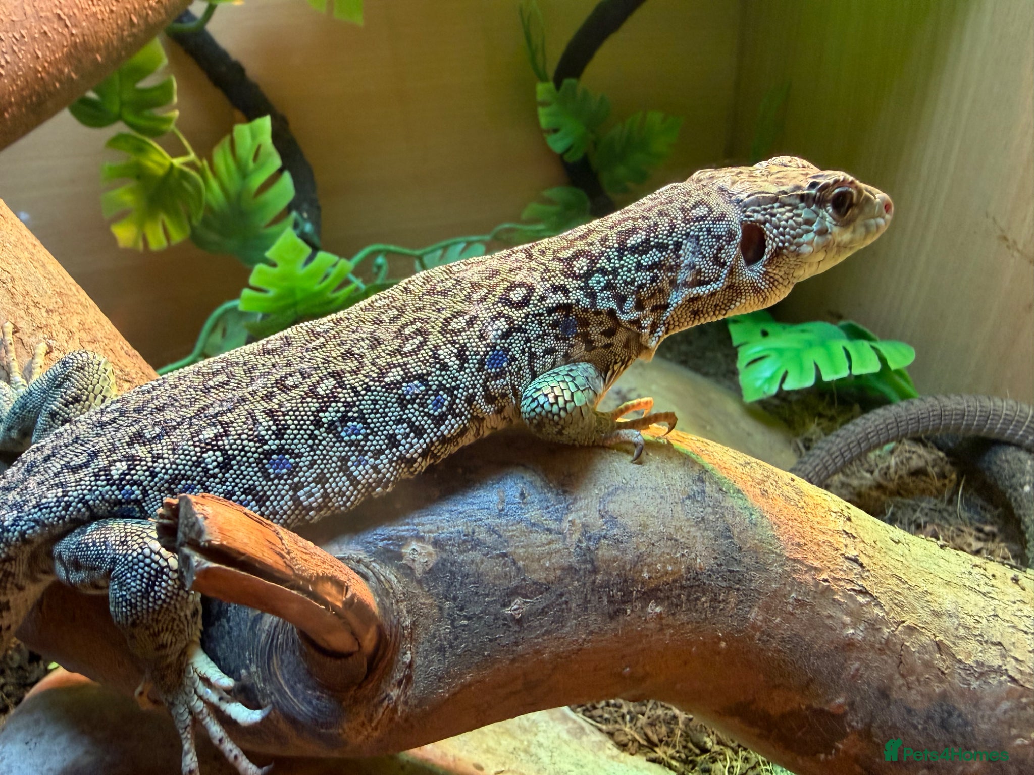 Lizard reptiles for sale: Male and female breeding pair European eyed lizard in Bradford - Advert 4