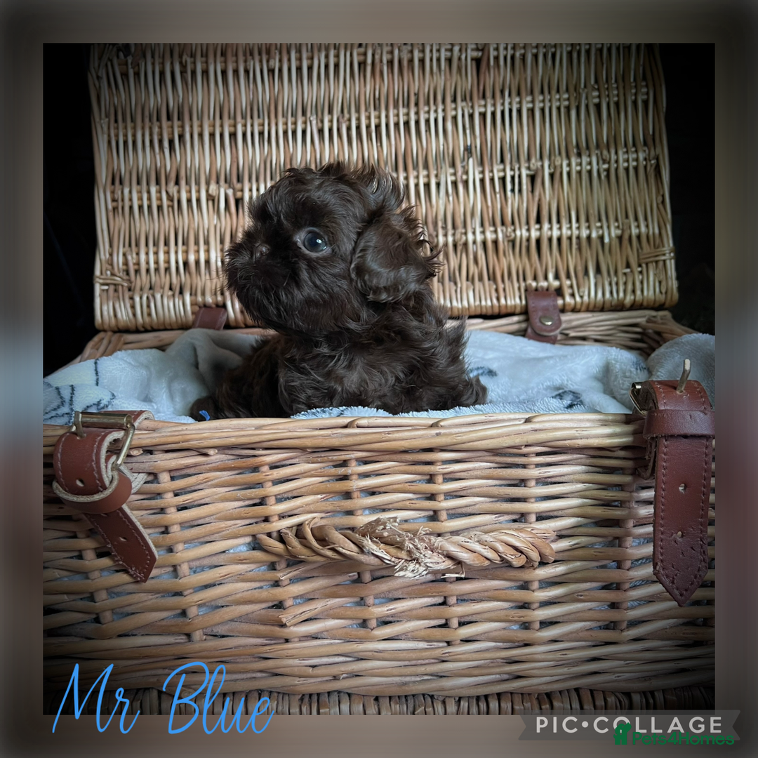 Shih Tzu dogs for sale: Stunning KC chocolate imperial Shihtzu puppies - Image 11