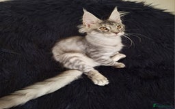 Maine Coon cats for sale: Lintons Pride Maine Coon Kittens. Ready Now - Image 23