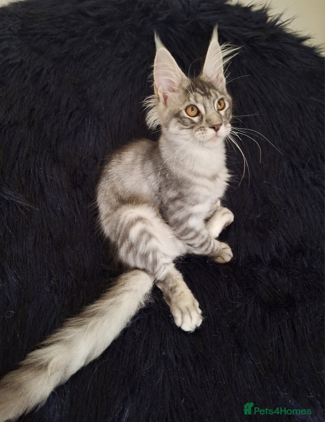 Maine Coon cats for sale: Lintons Pride Maine Coon Kittens. Ready Now - Image 23