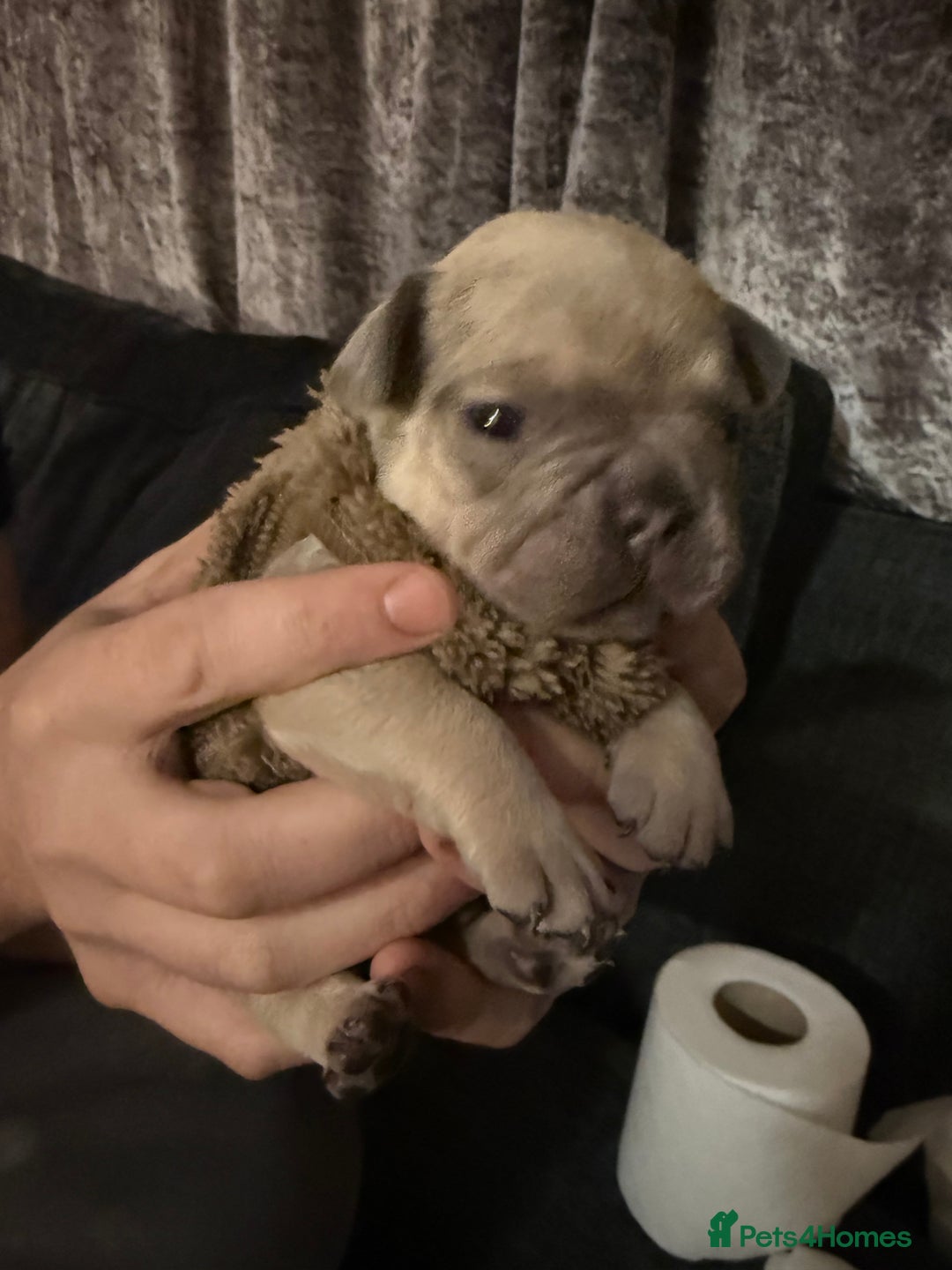 French Bulldog dogs for sale: French bull dog puppy’s  - Advert 3