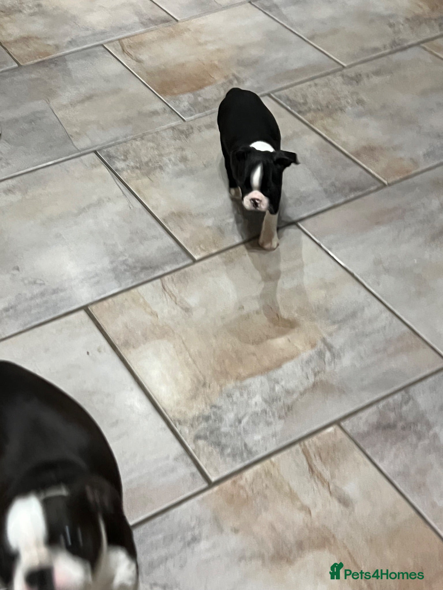 Boston Terrier dogs Stunning litter of Boston terrier puppies  - Advert 2
