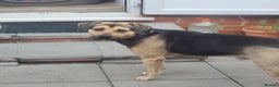 Mixed Breed dogs for sale: Rolo Sizzla - Advert 2