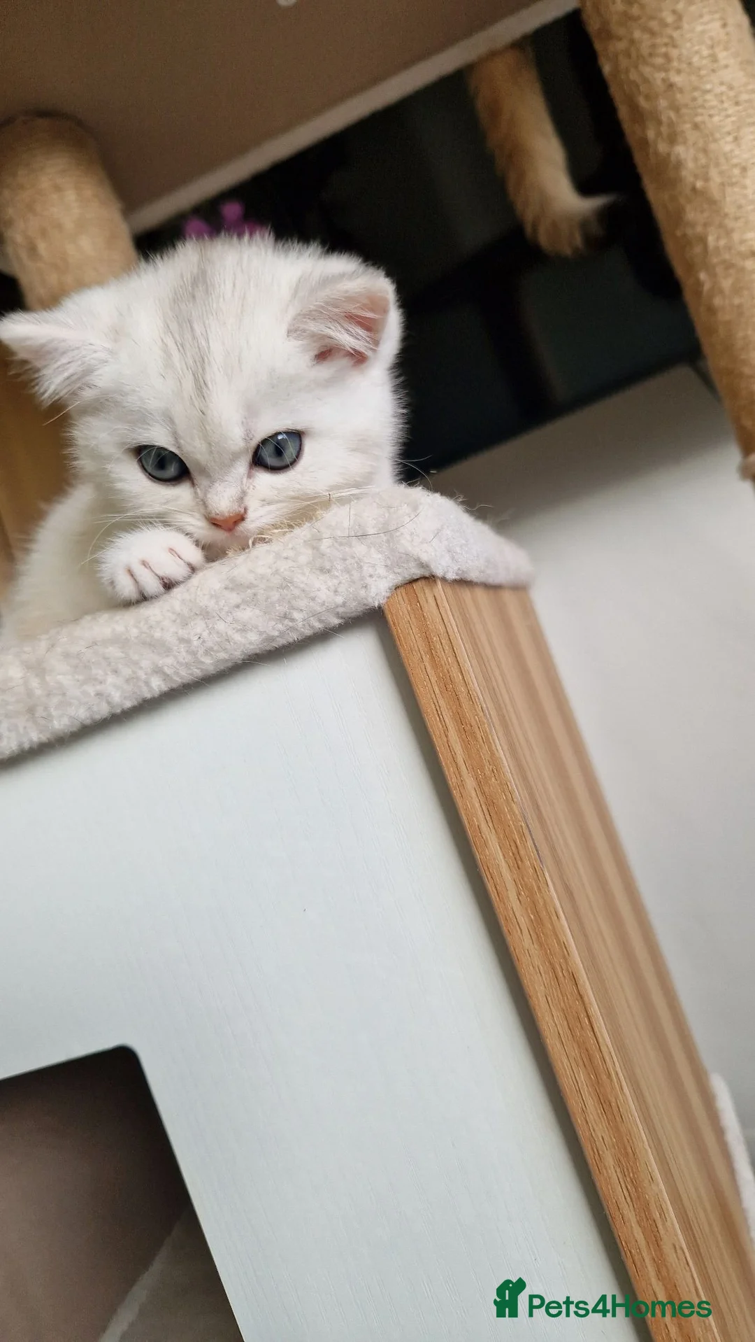 British Shorthair cats for sale: Reduced ggcf reg BritishShorthair🐾 Kittens🐾 - Advert 2