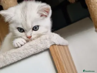 British Shorthair cats Reduced only 500 ggcf reg bsh🐾 Kittens🐾 - Advert 17