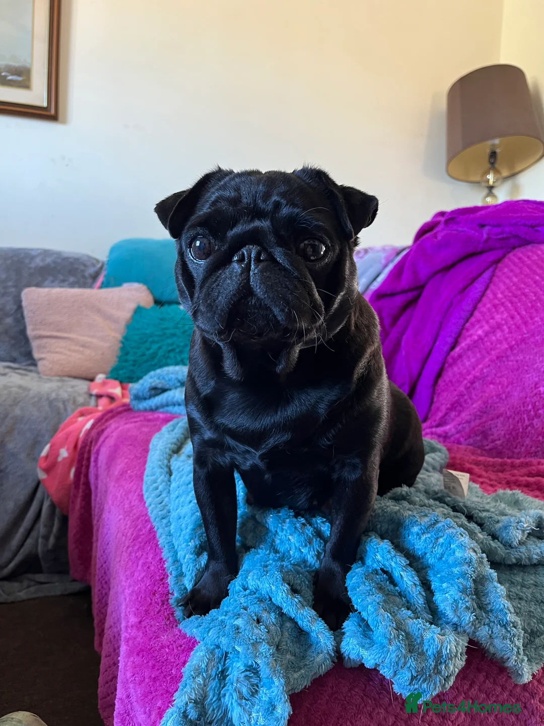 Pug dogs for sale: KC registered Pug Puppies - Advert 15