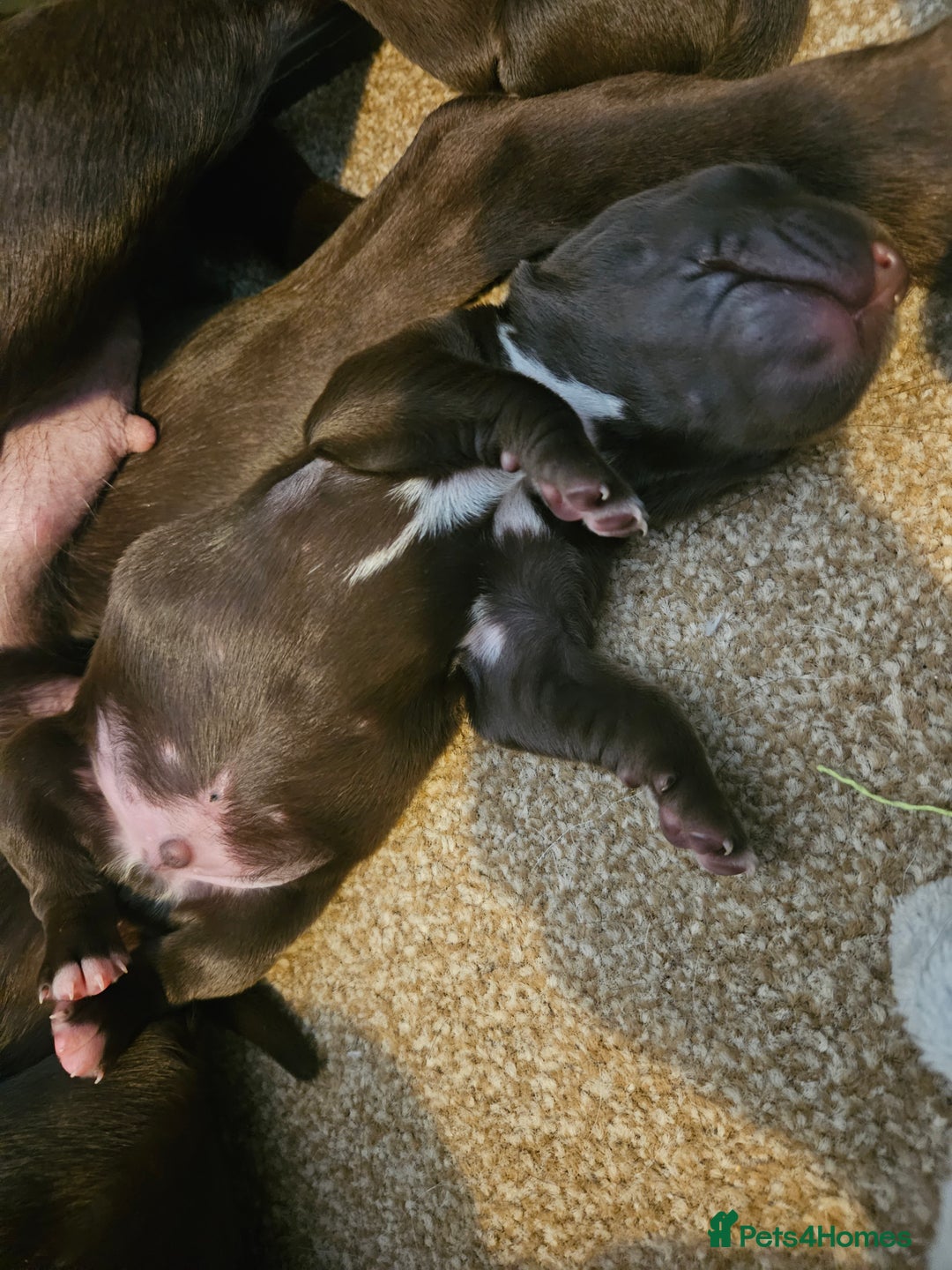 Springador dogs for sale: Two springador puppies - Image 10